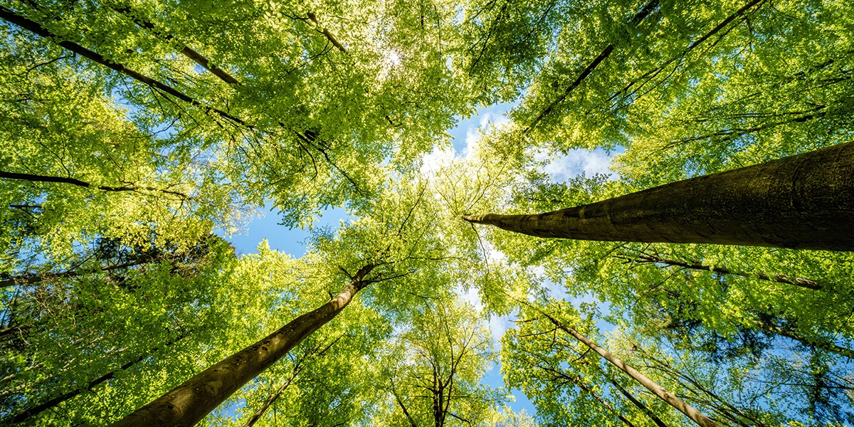The top five reasons why we need to invest in our forests now